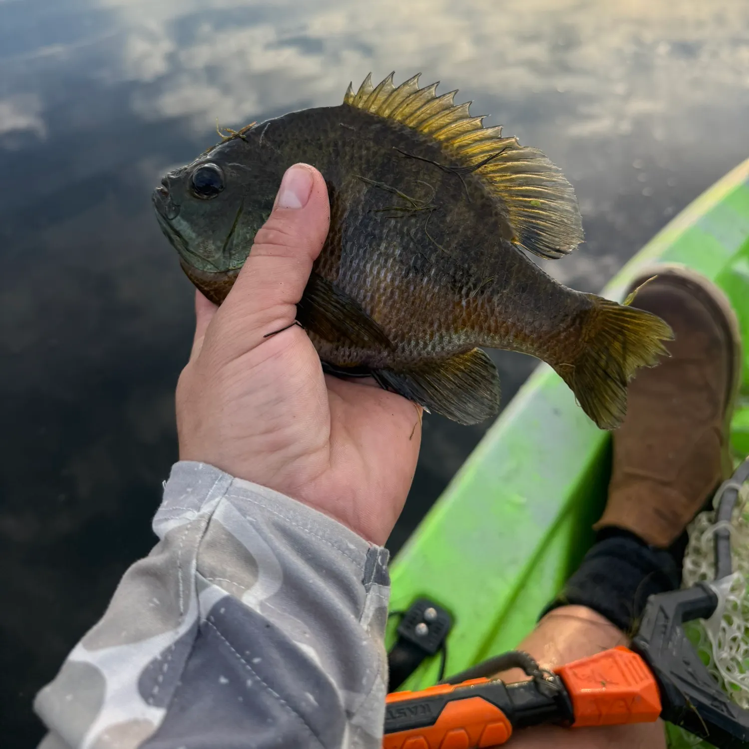 Bluegill caught on Fishbrain