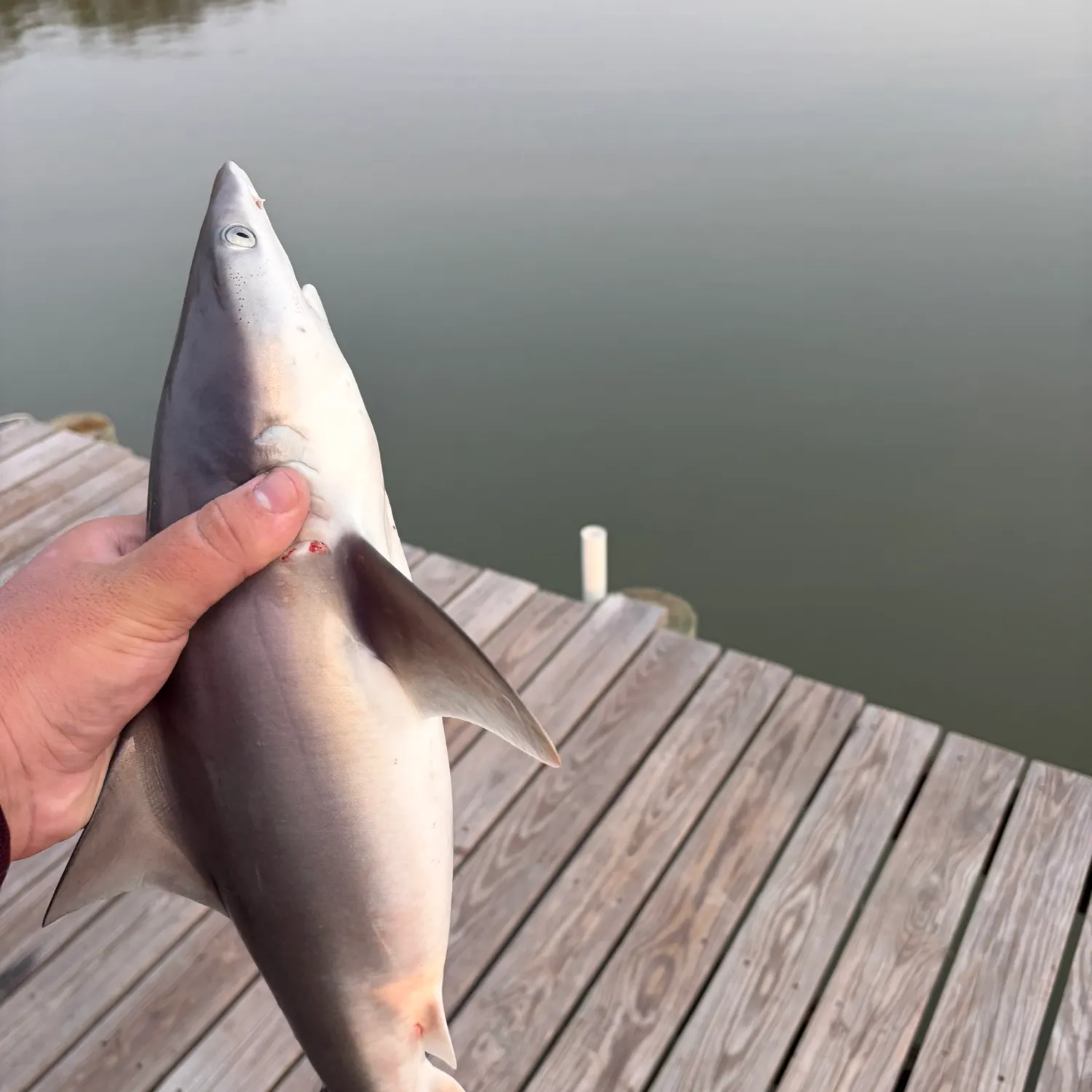 The most recent Sandbar shark catches on Fishbrain