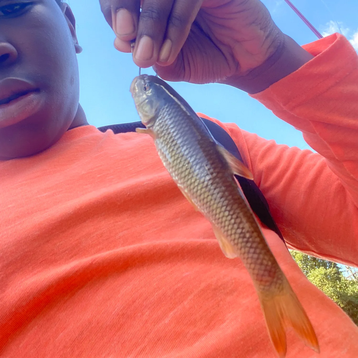 Common carp caught on Fishbrain