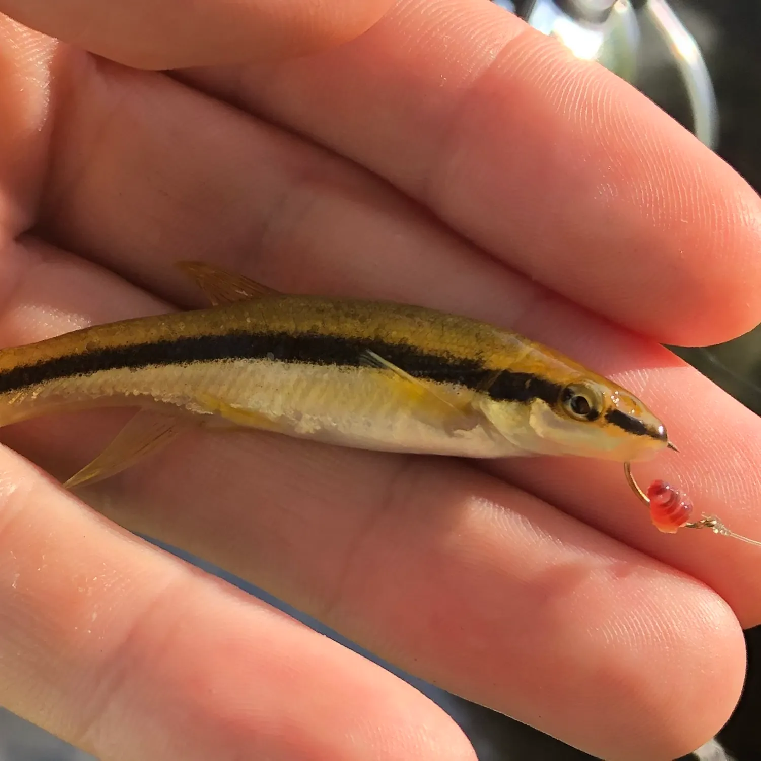 The most recent Eastern blacknose dace catches on Fishbrain