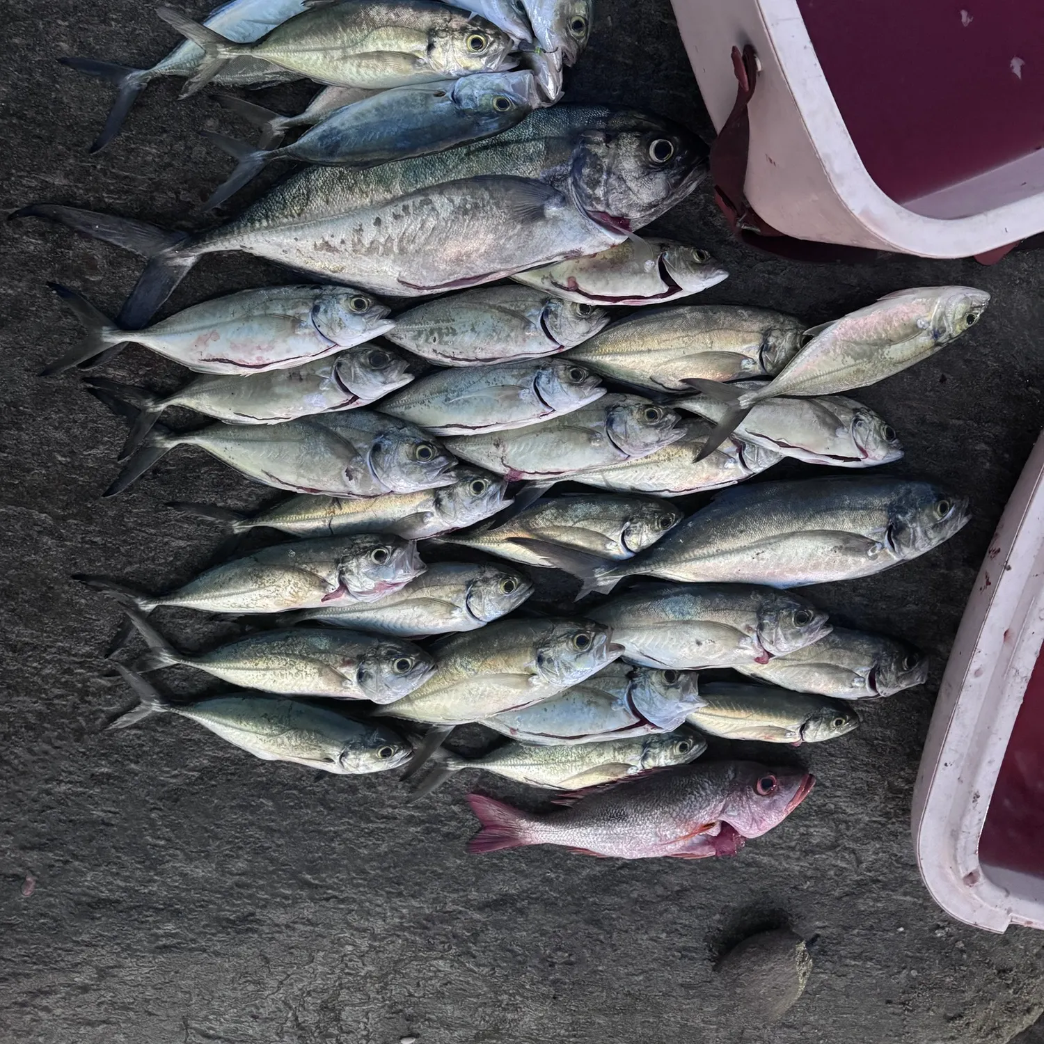 The most recent Yellow jack catches on Fishbrain