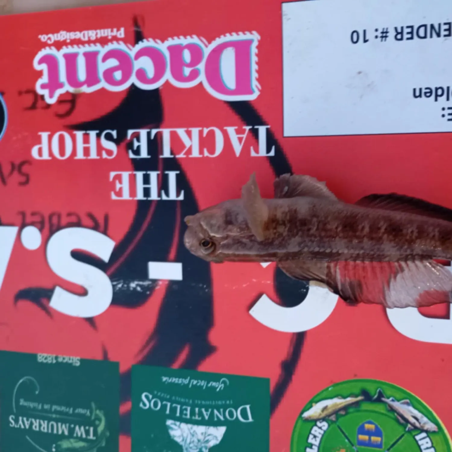 The most recent Black goby catches on Fishbrain