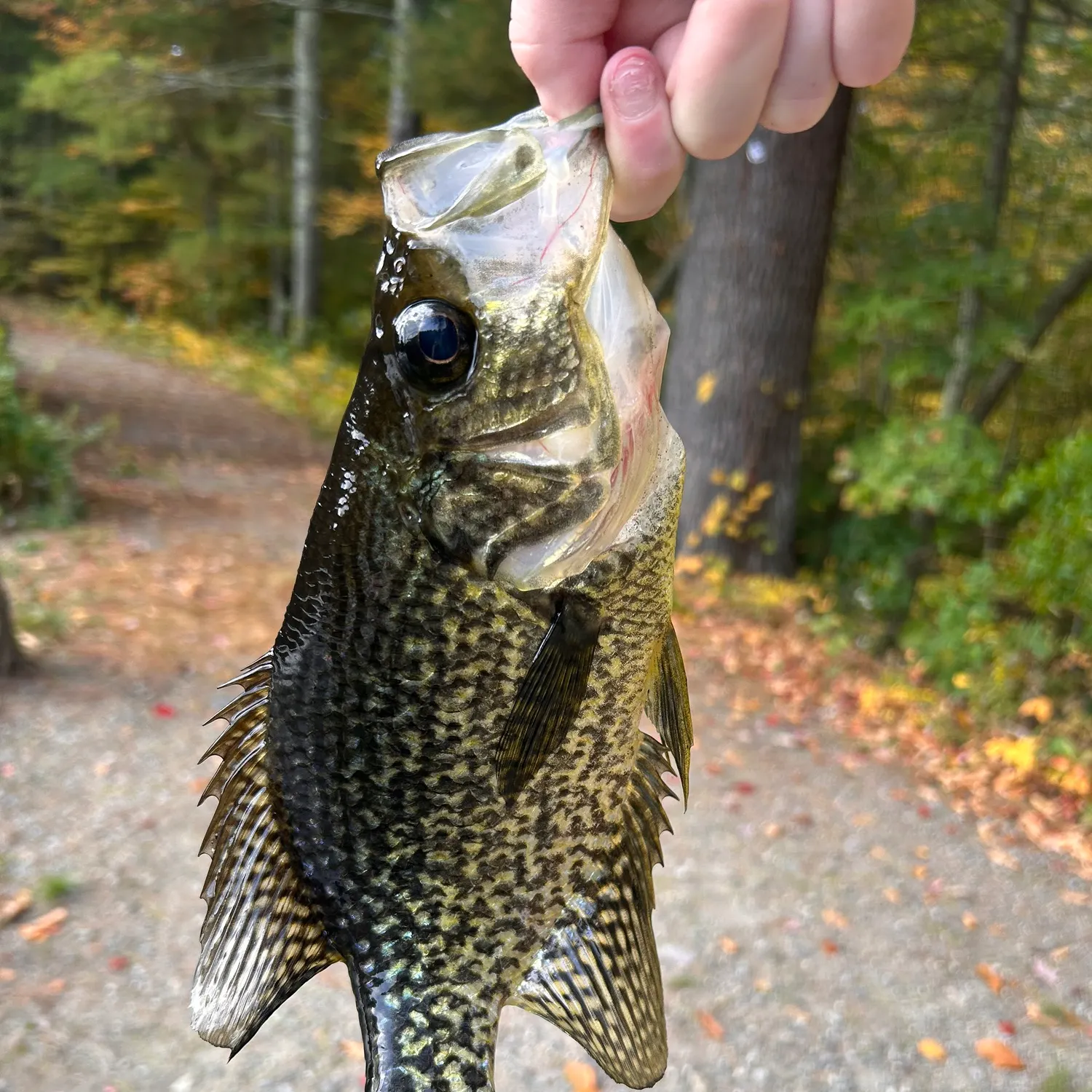 Black crappie caught on Fishbrain