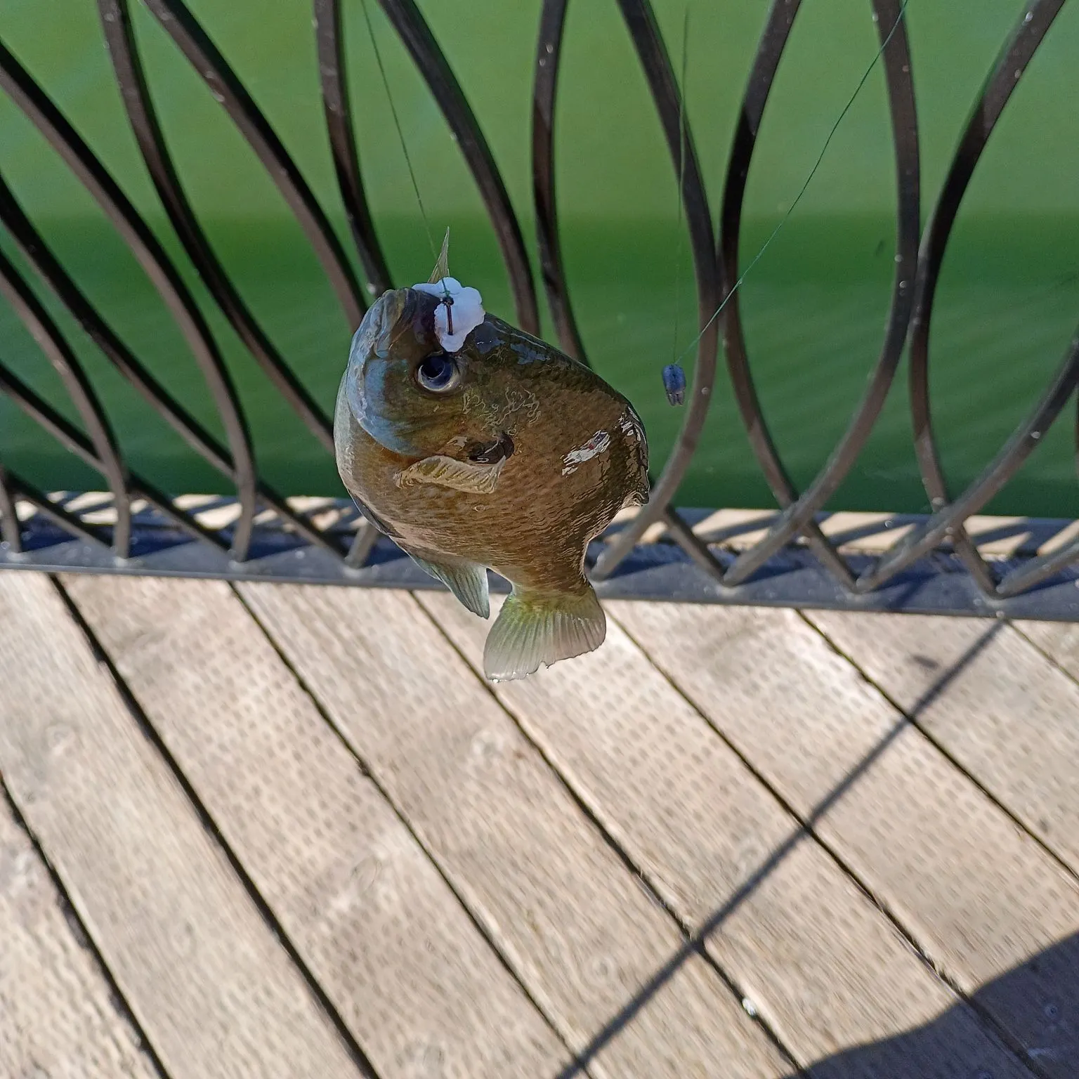 Greengill hybrid caught on Fishbrain