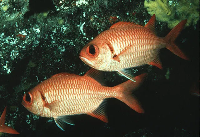 Brick soldierfish