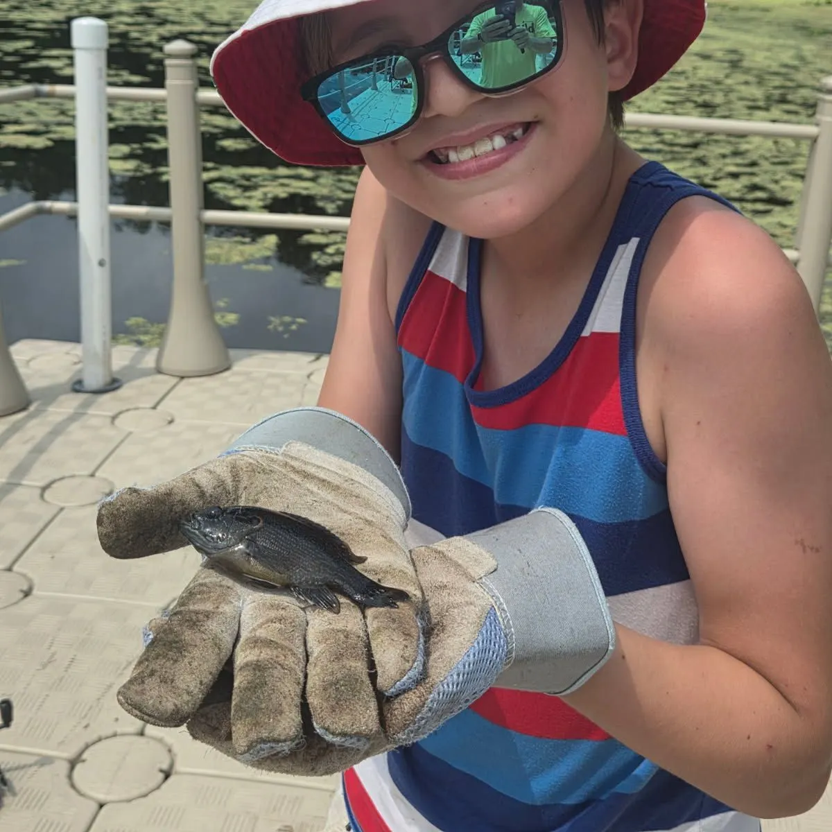 Green sunfish caught on Fishbrain