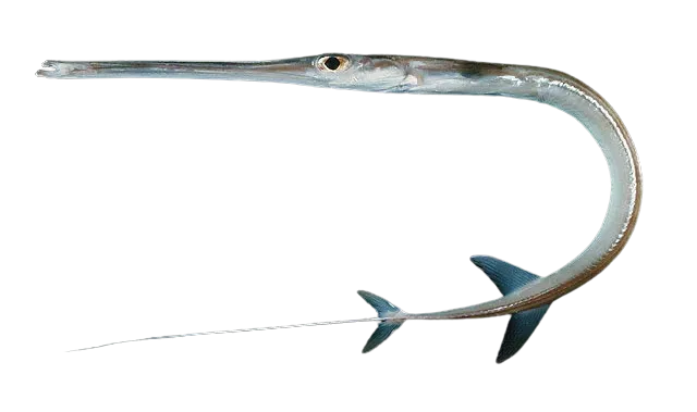 Red cornetfish