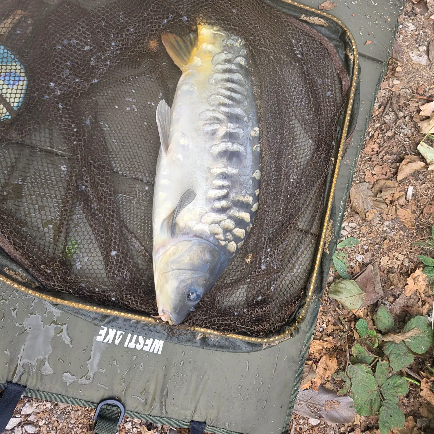 Mirror carp caught on Fishbrain