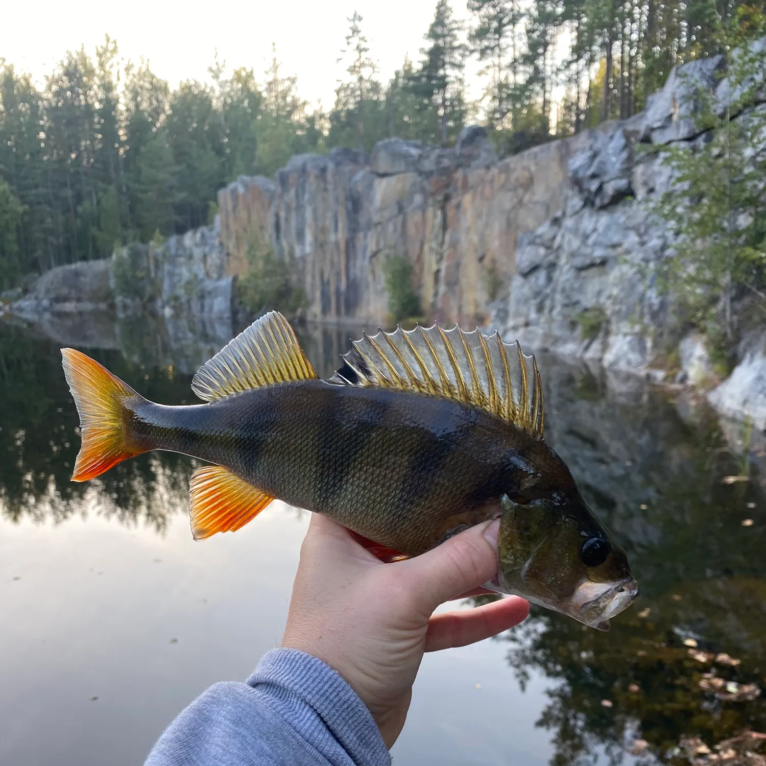 European perch caught on Fishbrain