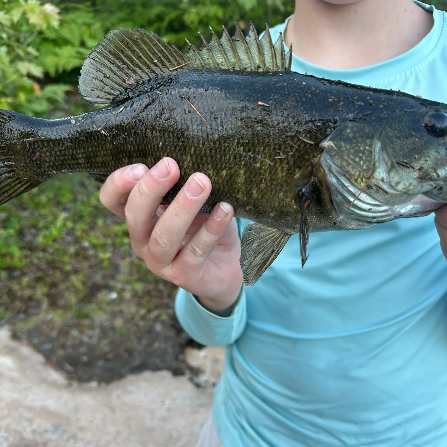 Smallmouth bass caught on Fishbrain