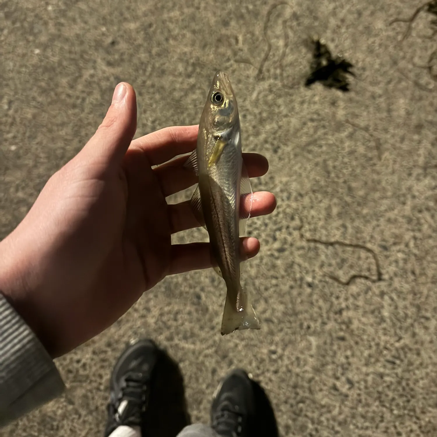 Whiting caught on Fishbrain