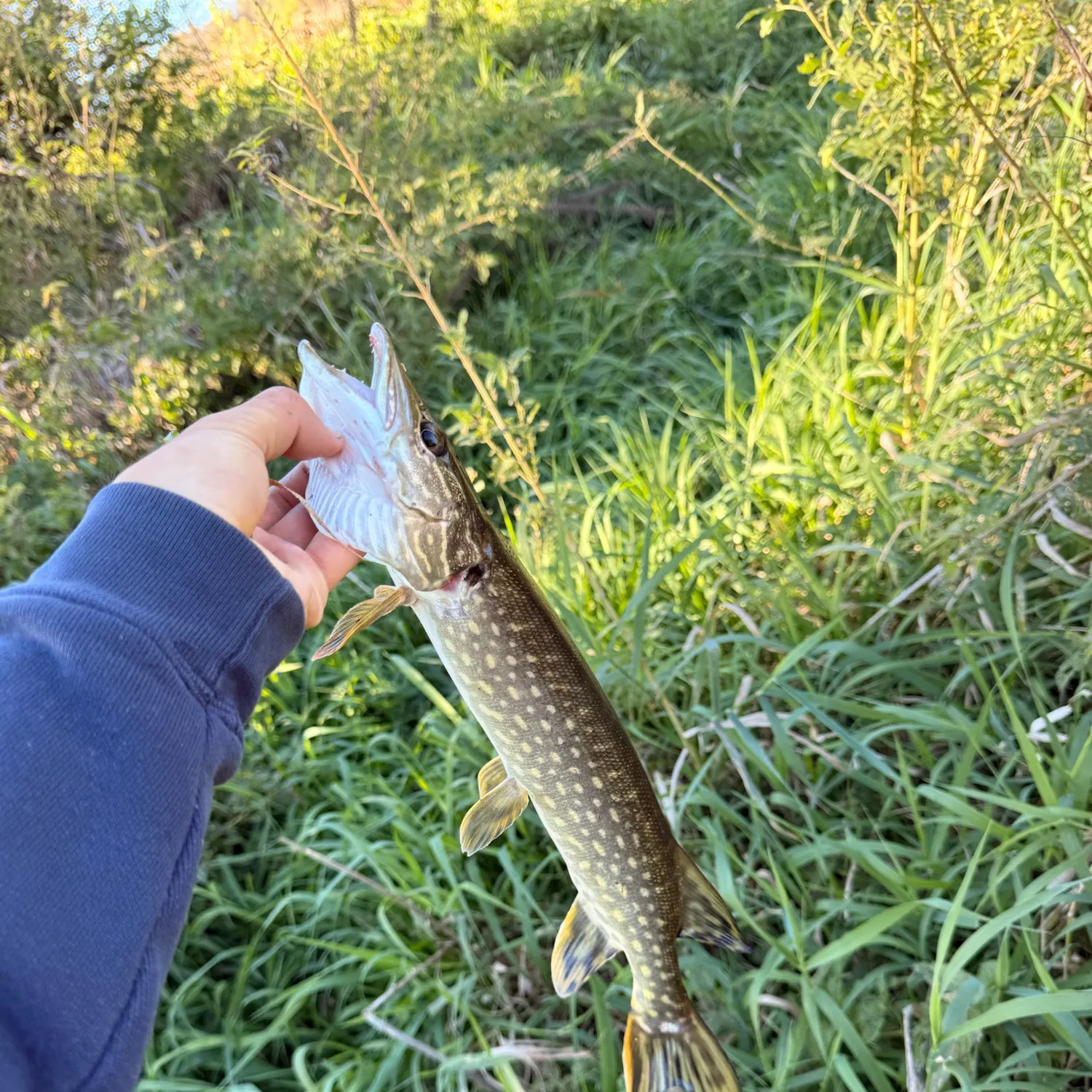 Northern pike caught on Fishbrain