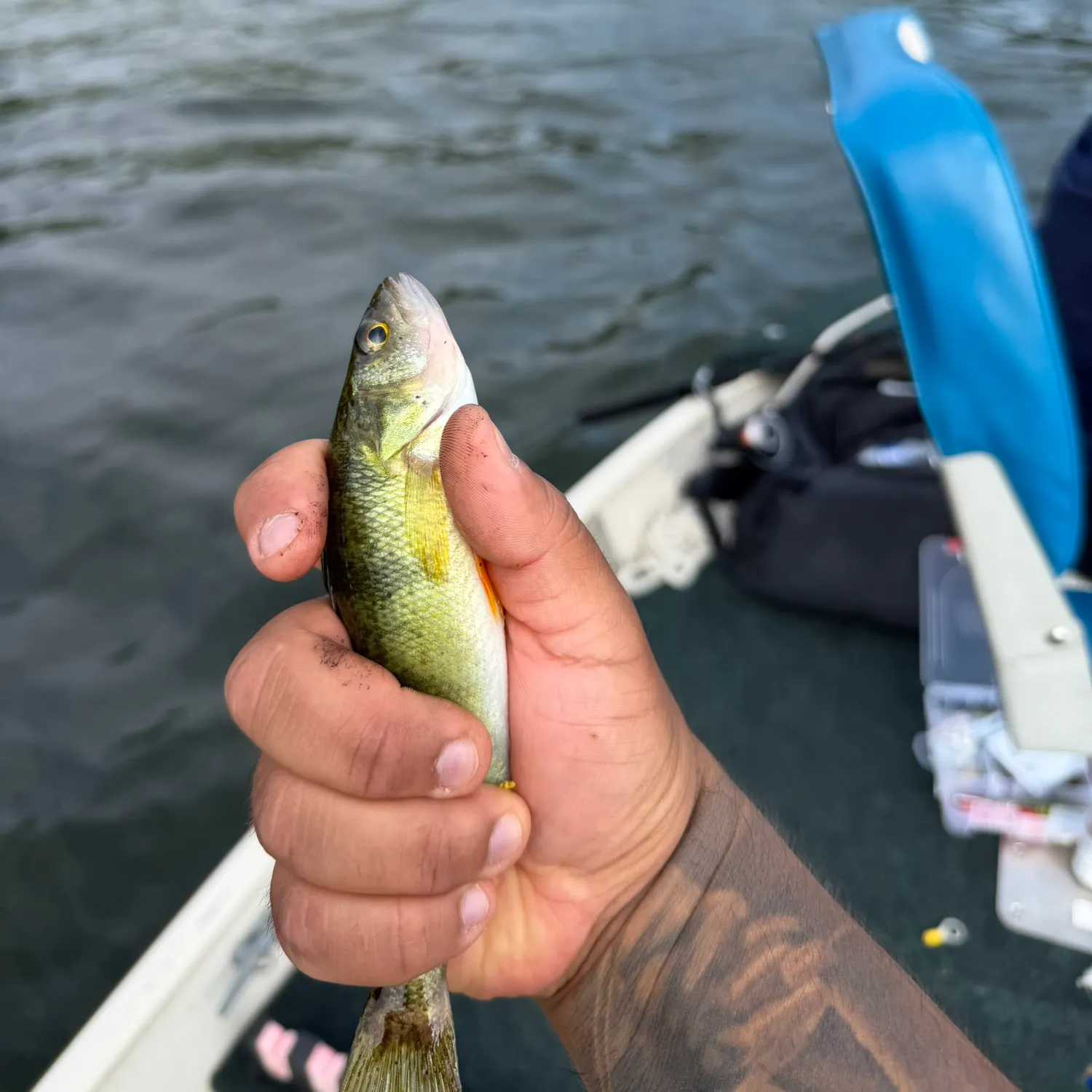 Yellow perch caught on Fishbrain