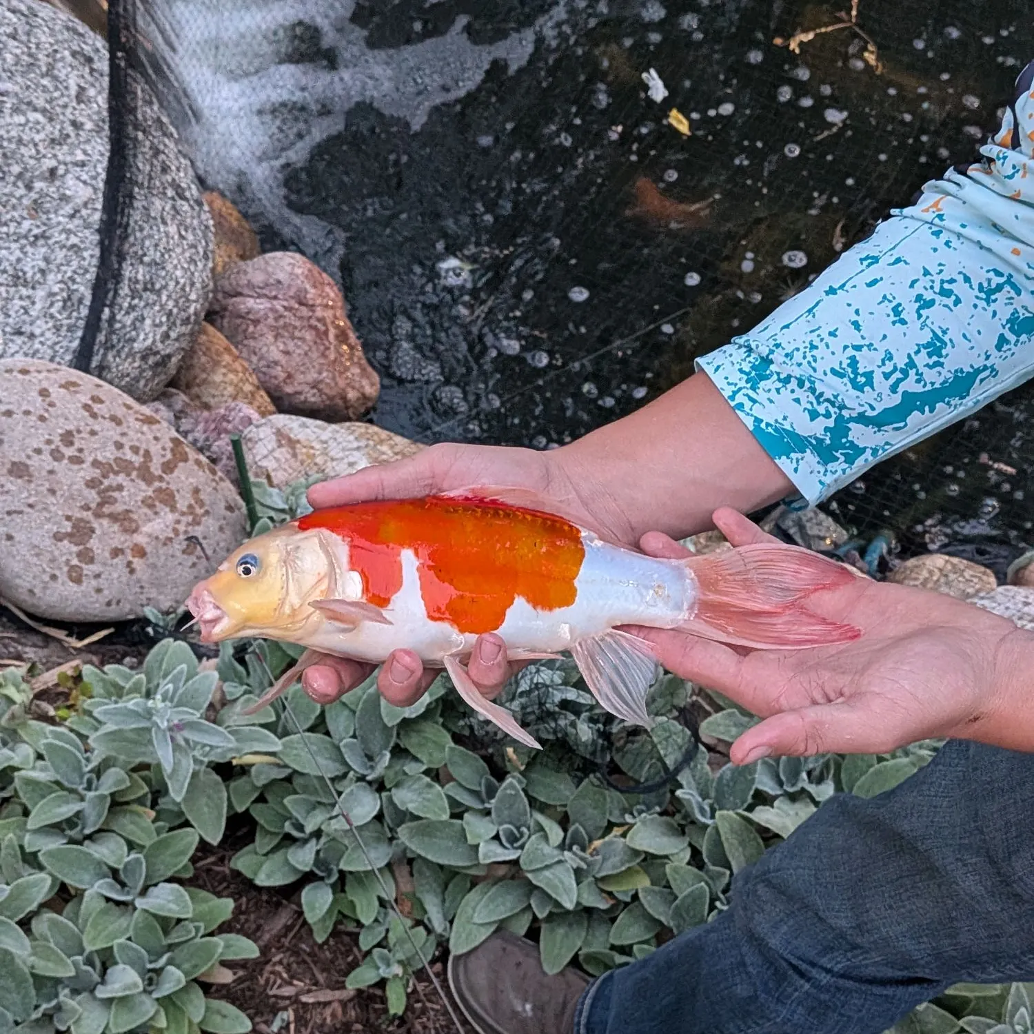 The most recent Koi carp catches on Fishbrain