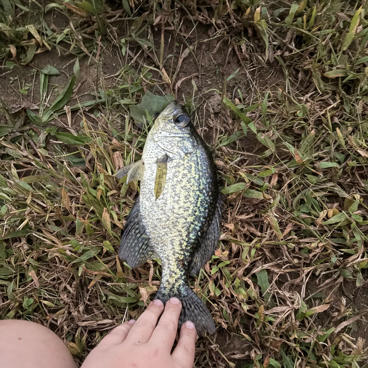 Black crappie caught on Fishbrain