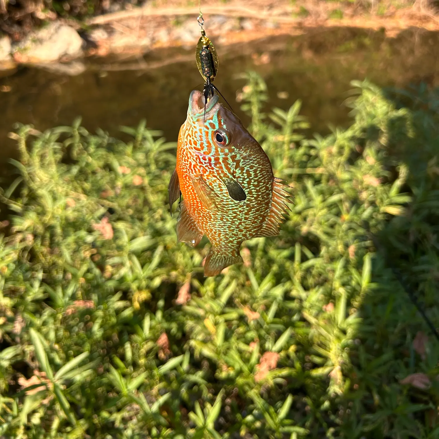 Longear sunfish caught on Fishbrain