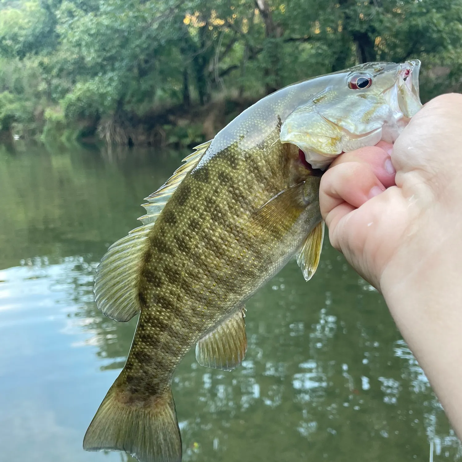Smallmouth bass caught on Fishbrain