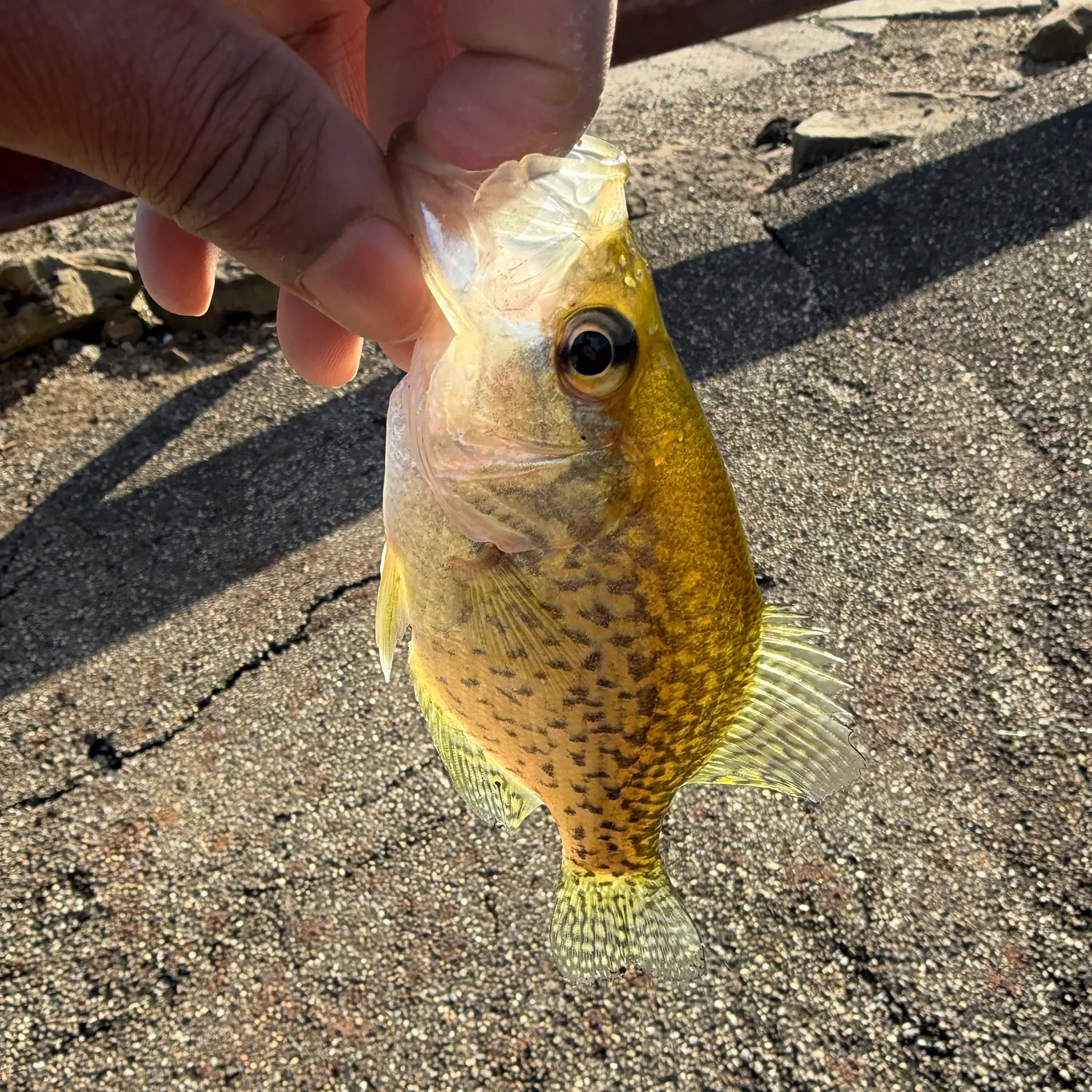 Black crappie caught on Fishbrain