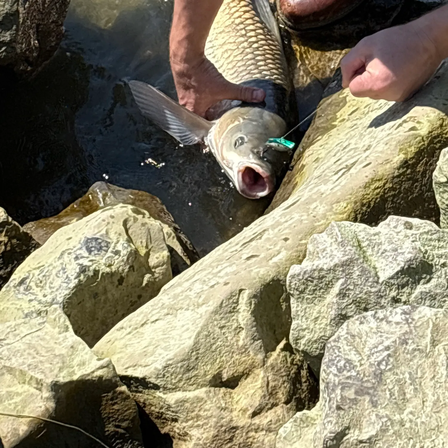 recently logged catches