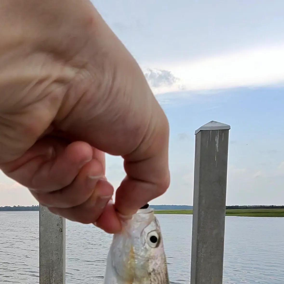 Silver perch caught on Fishbrain