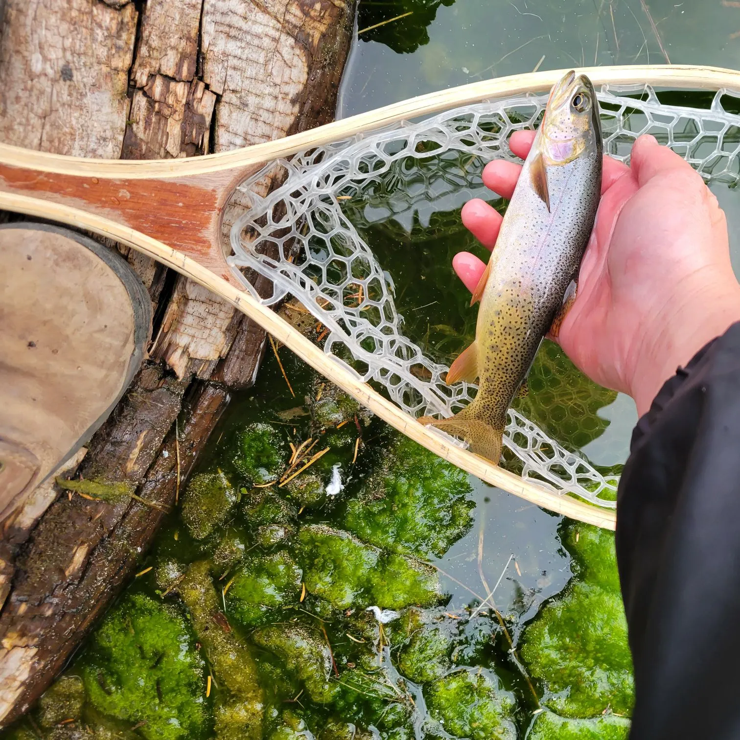 Cutthroat trout caught on Fishbrain