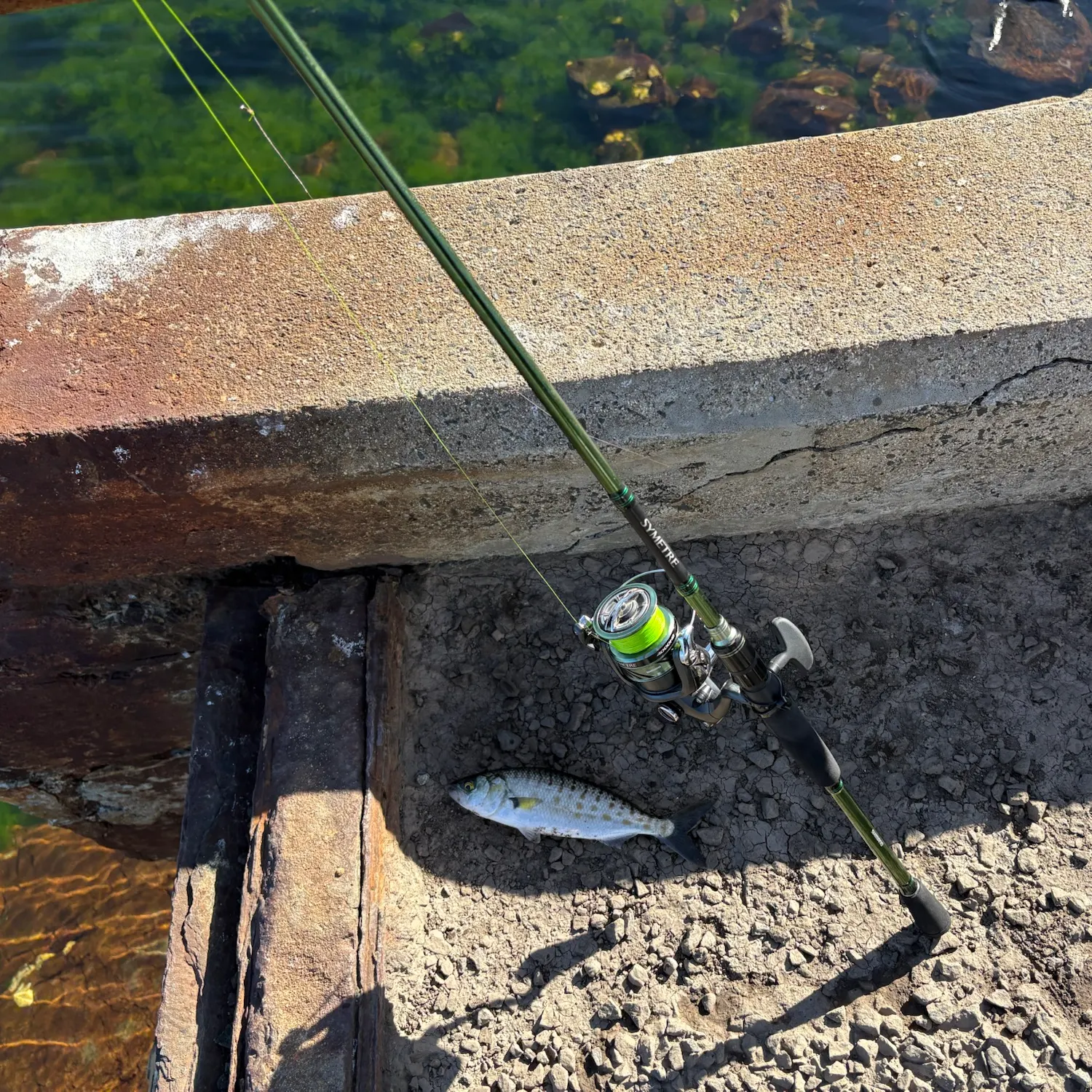 Eastern Australian salmon caught on Fishbrain