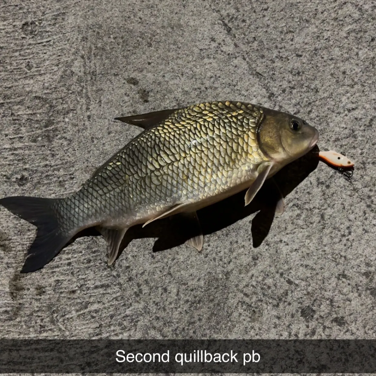 The most recent Quillback catches on Fishbrain