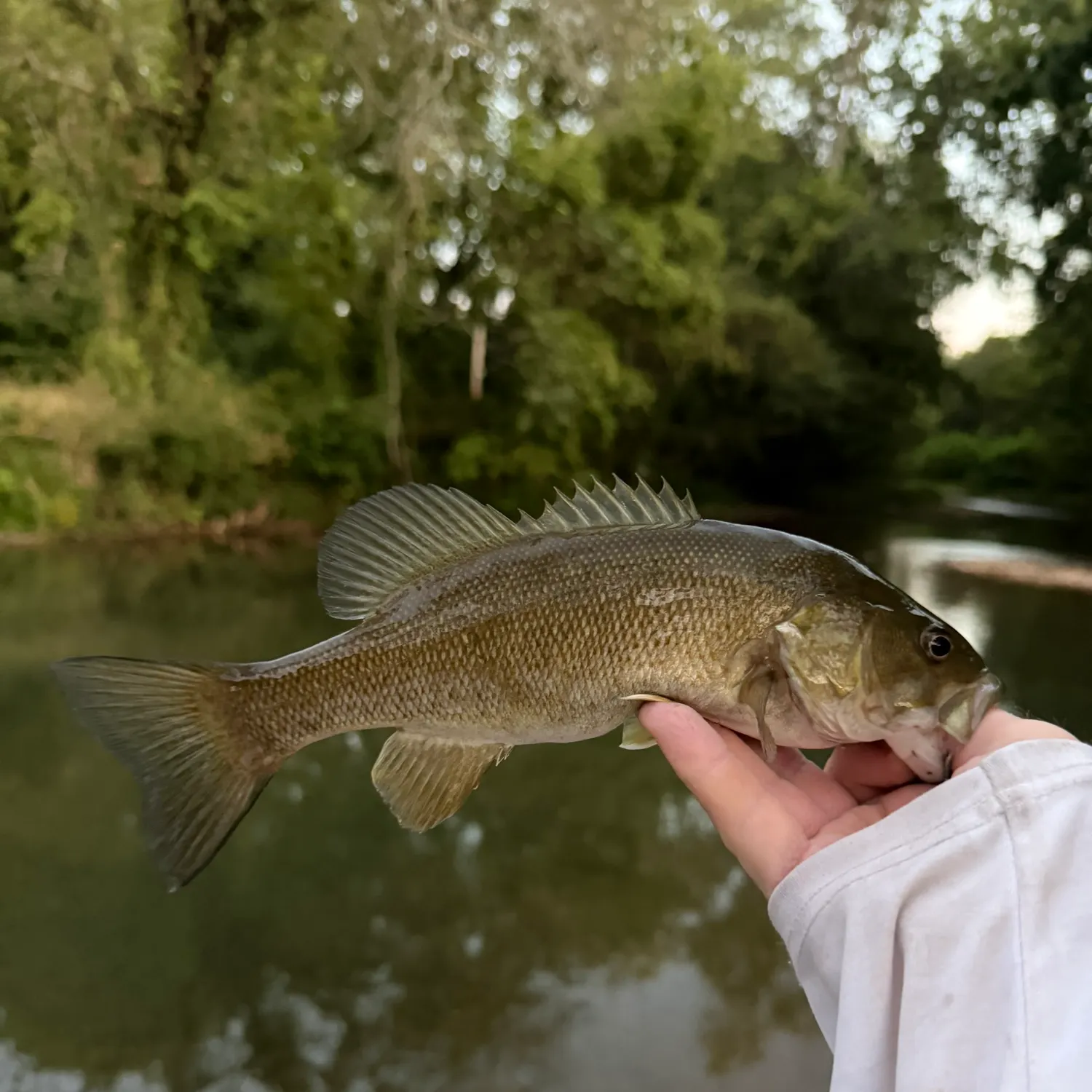 Smallmouth bass caught on Fishbrain