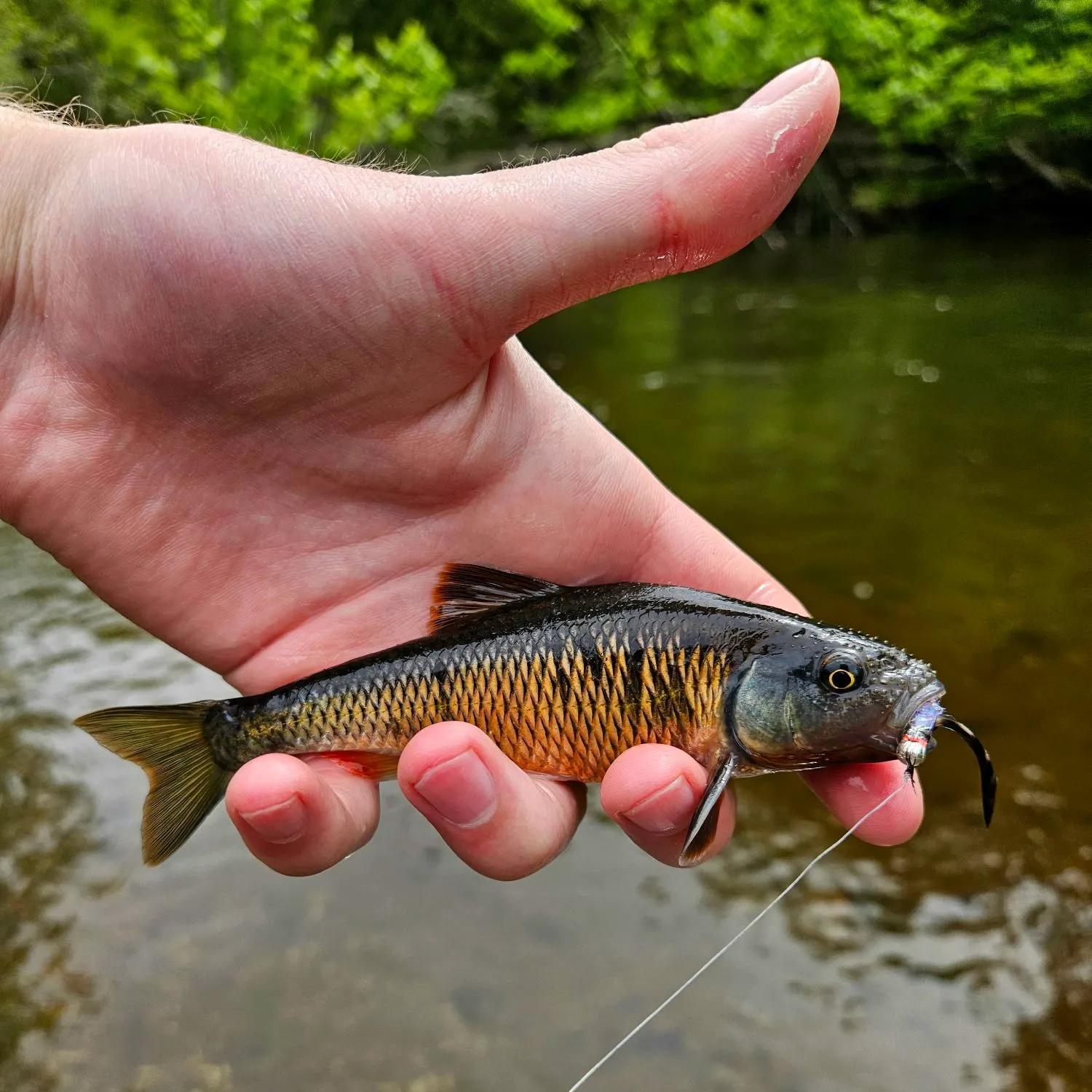 The most popular recent Common shiner catch on Fishbrain
