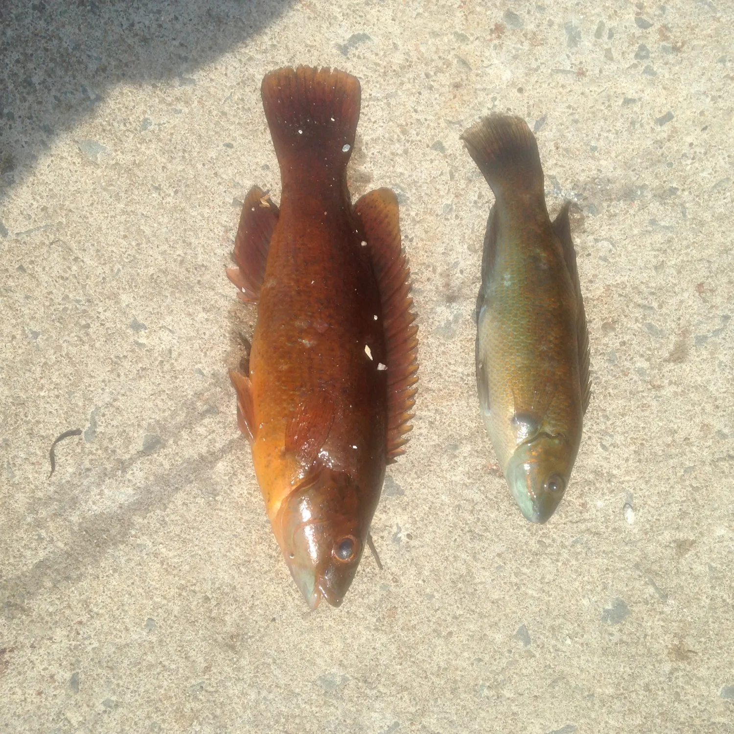 recently logged catches