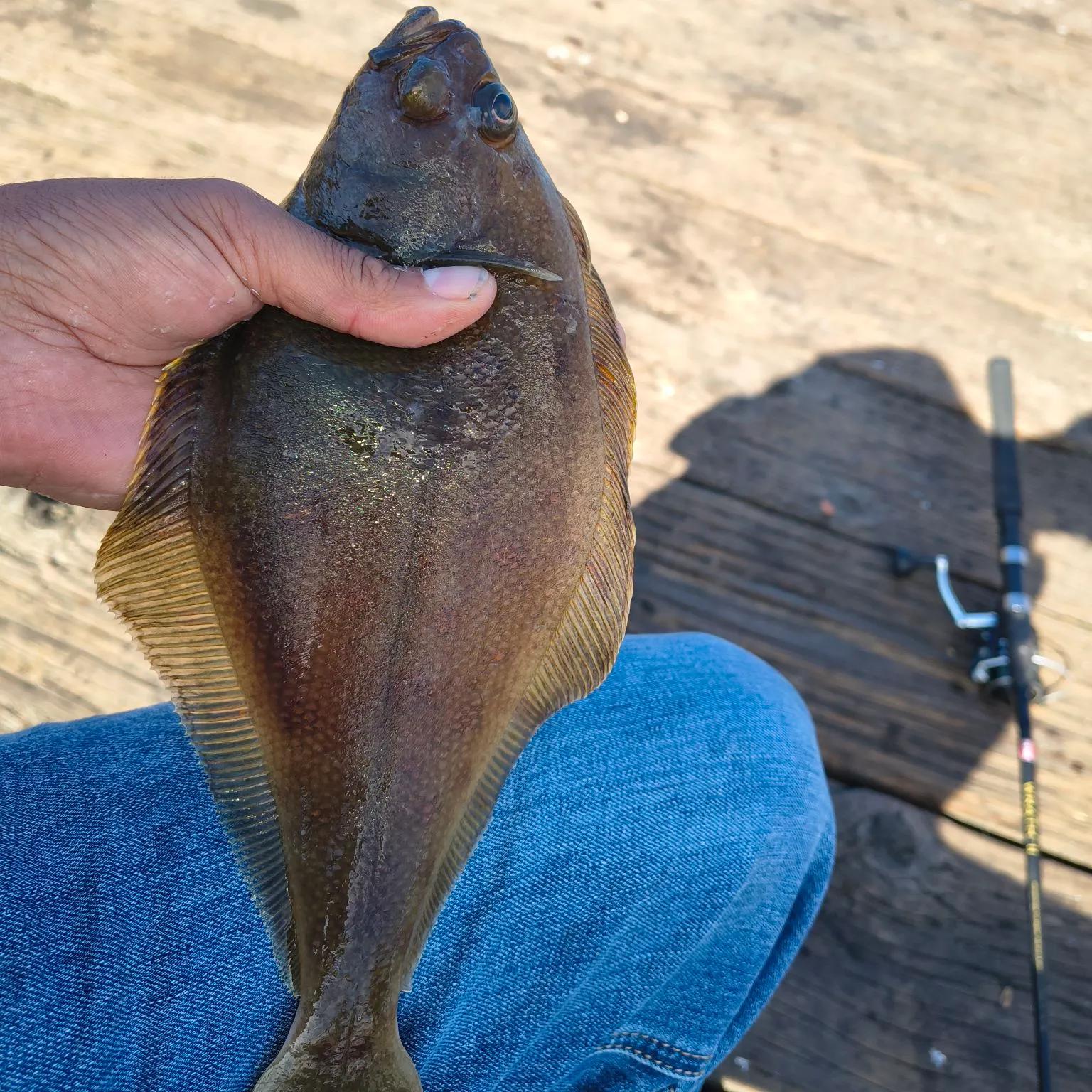 Northern rock sole caught on Fishbrain