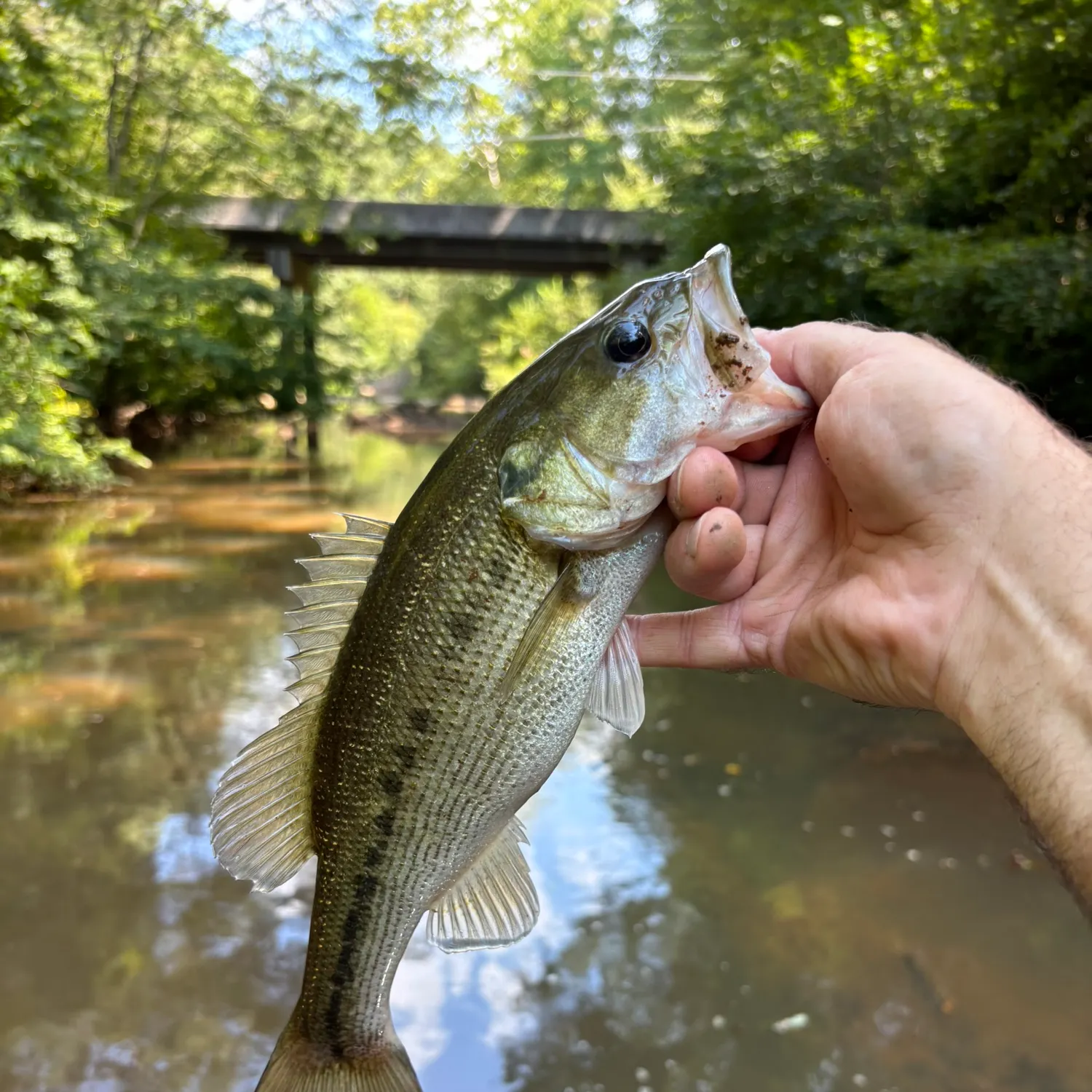 Spotted bass caught on Fishbrain