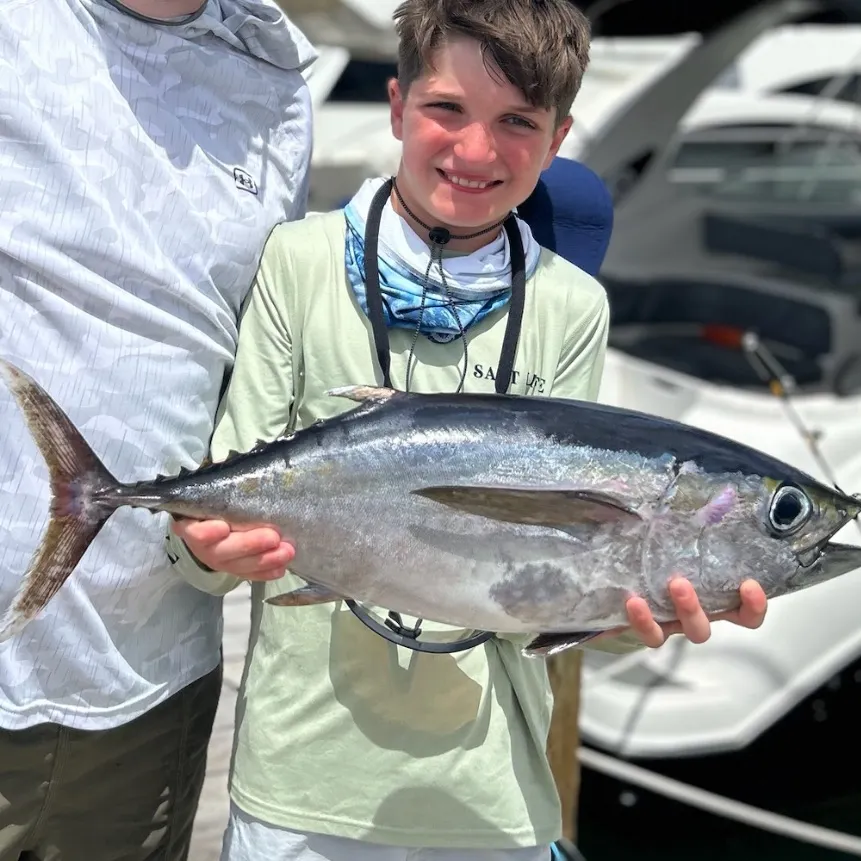 The most recent Bigeye tuna catches on Fishbrain