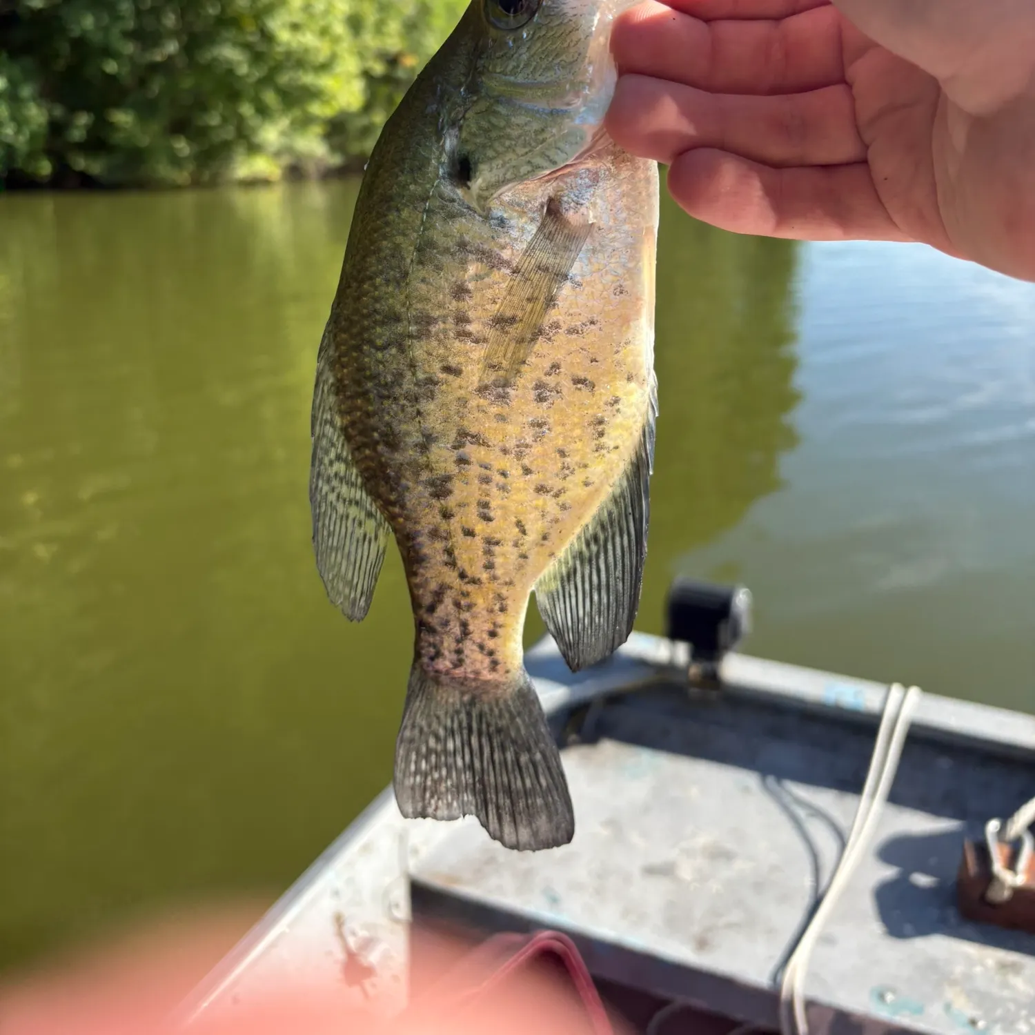 White crappie caught on Fishbrain