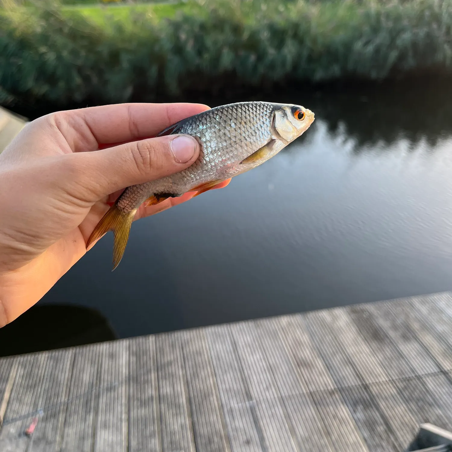 Common roach caught on Fishbrain