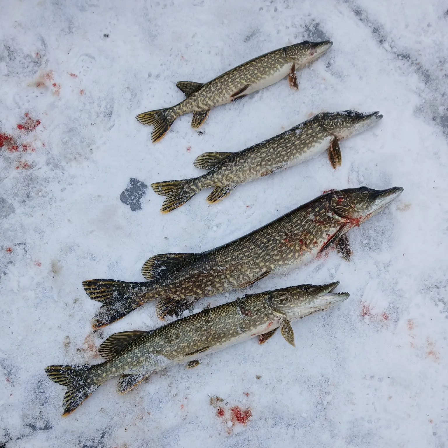 recently logged catches