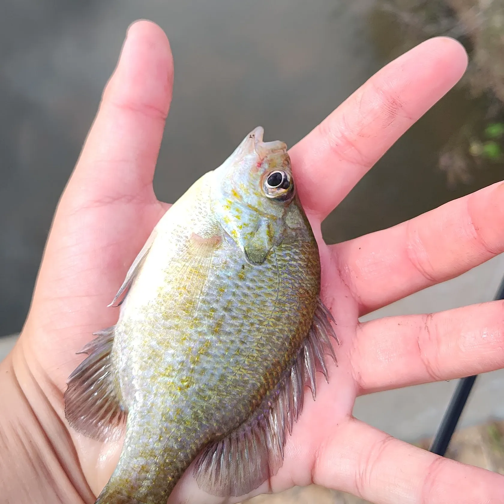The most recent Longear sunfish catches on Fishbrain