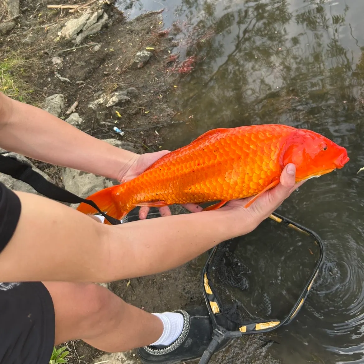 The most recent Koi carp catches on Fishbrain
