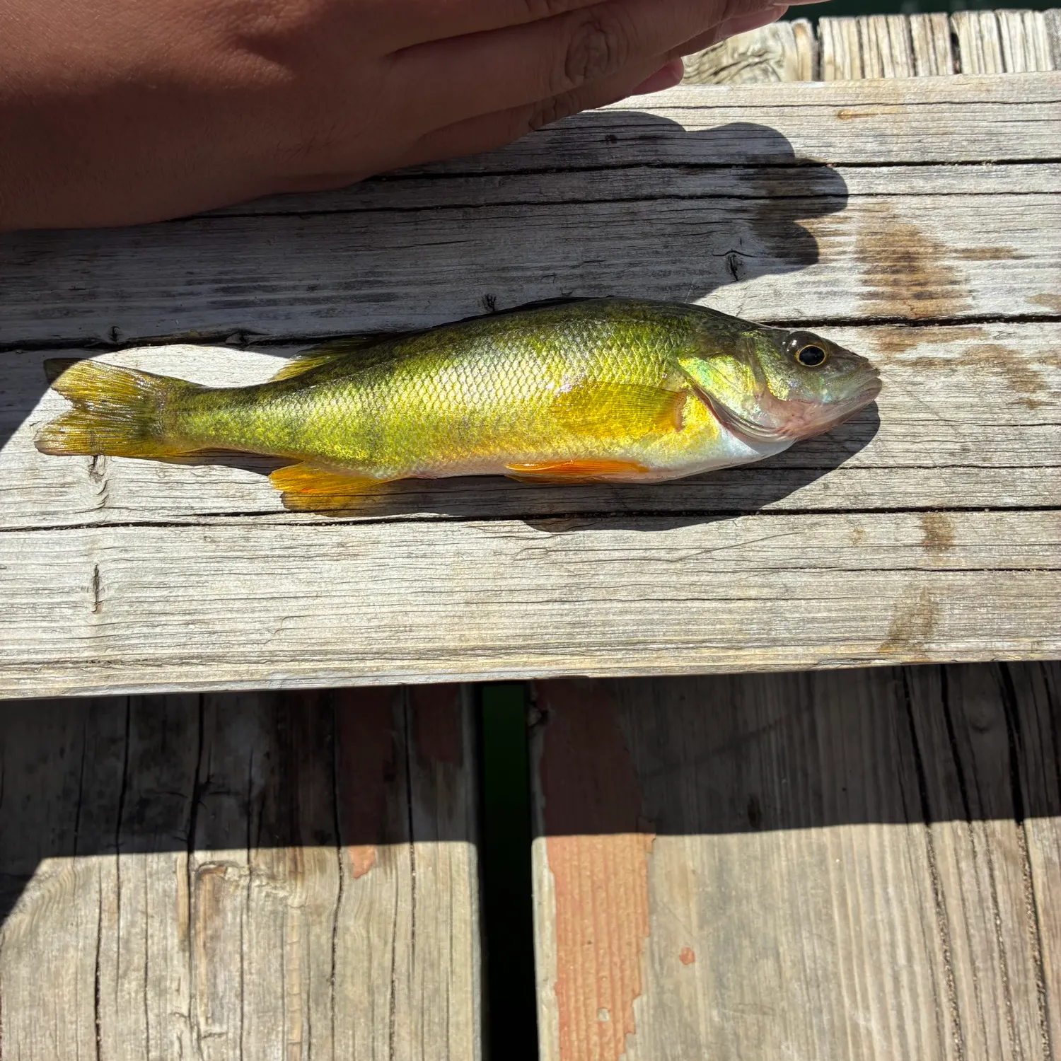 Yellow perch caught on Fishbrain