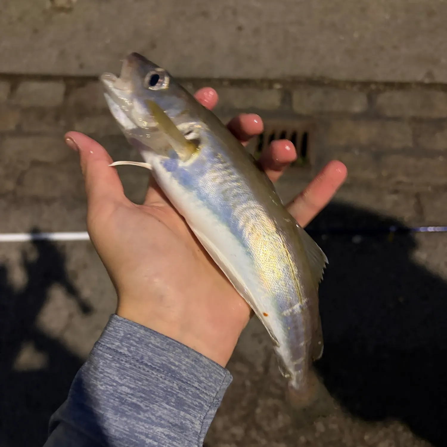 Whiting caught on Fishbrain