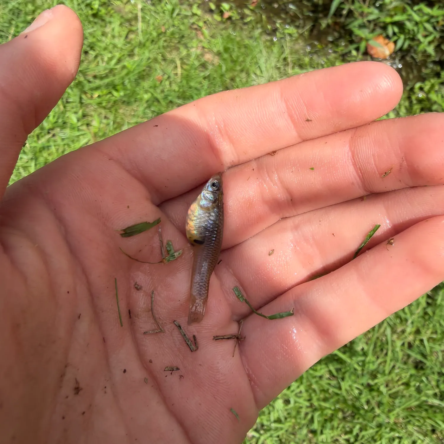 The most recent Western mosquitofish catches on Fishbrain
