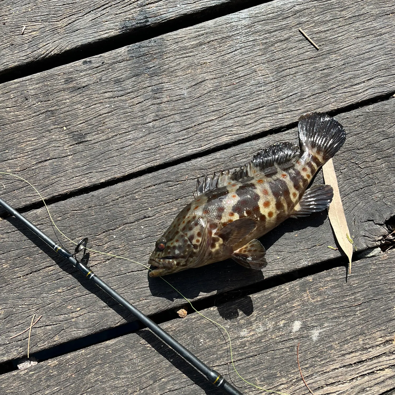Orange-spotted grouper caught on Fishbrain