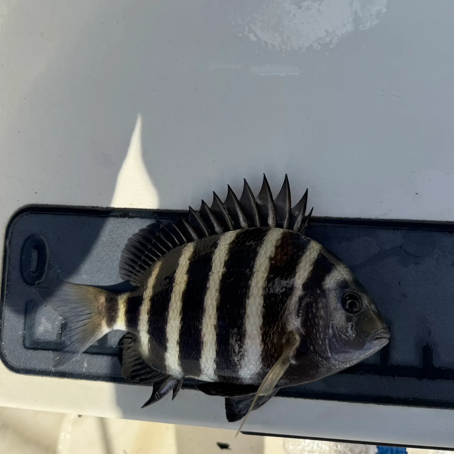 The most recent Sheepshead catches on Fishbrain