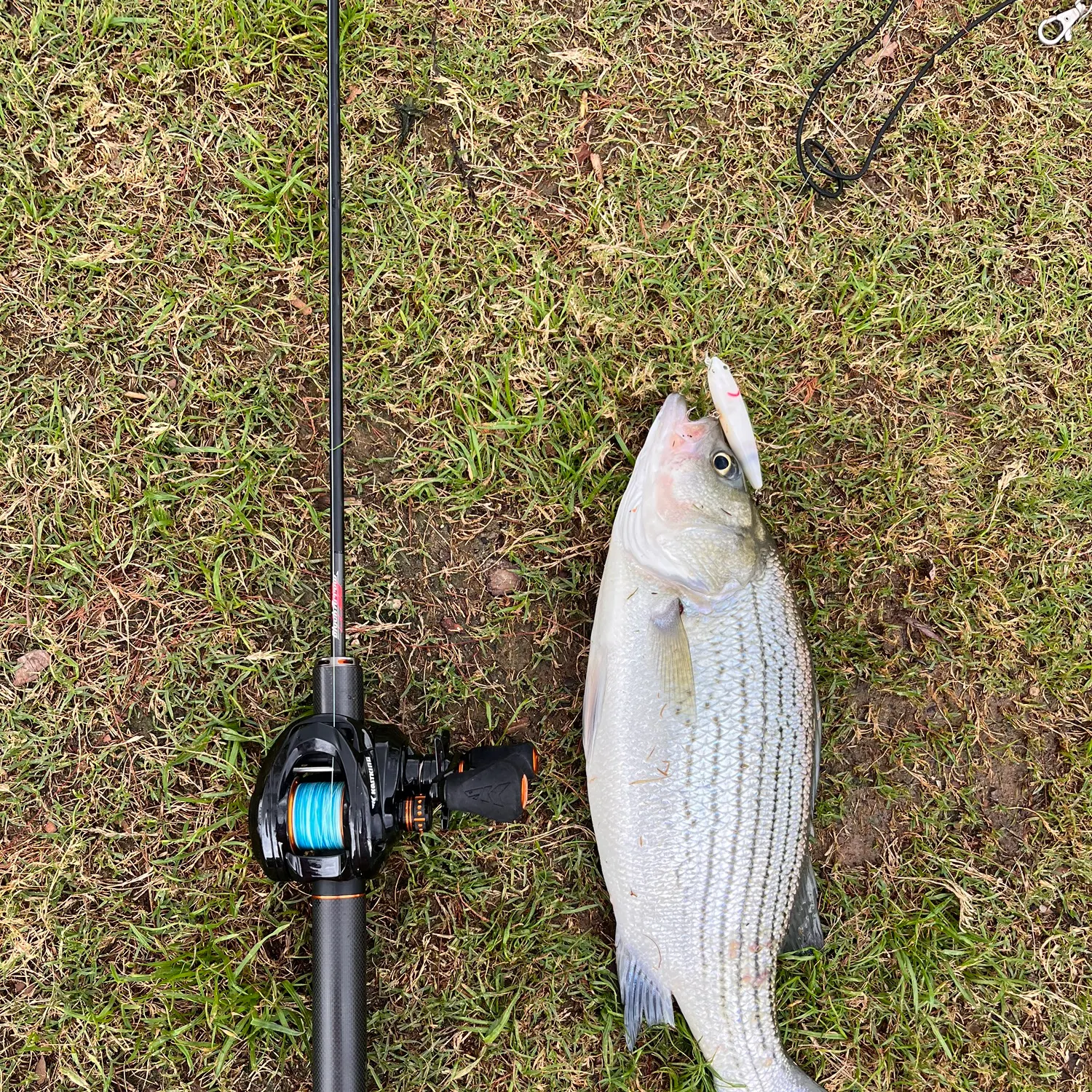 The most recent Hybrid striped bass catches on Fishbrain