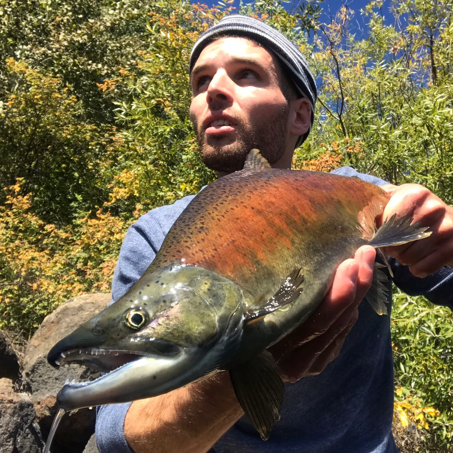 The most popular recent Kokanee salmon catch on Fishbrain