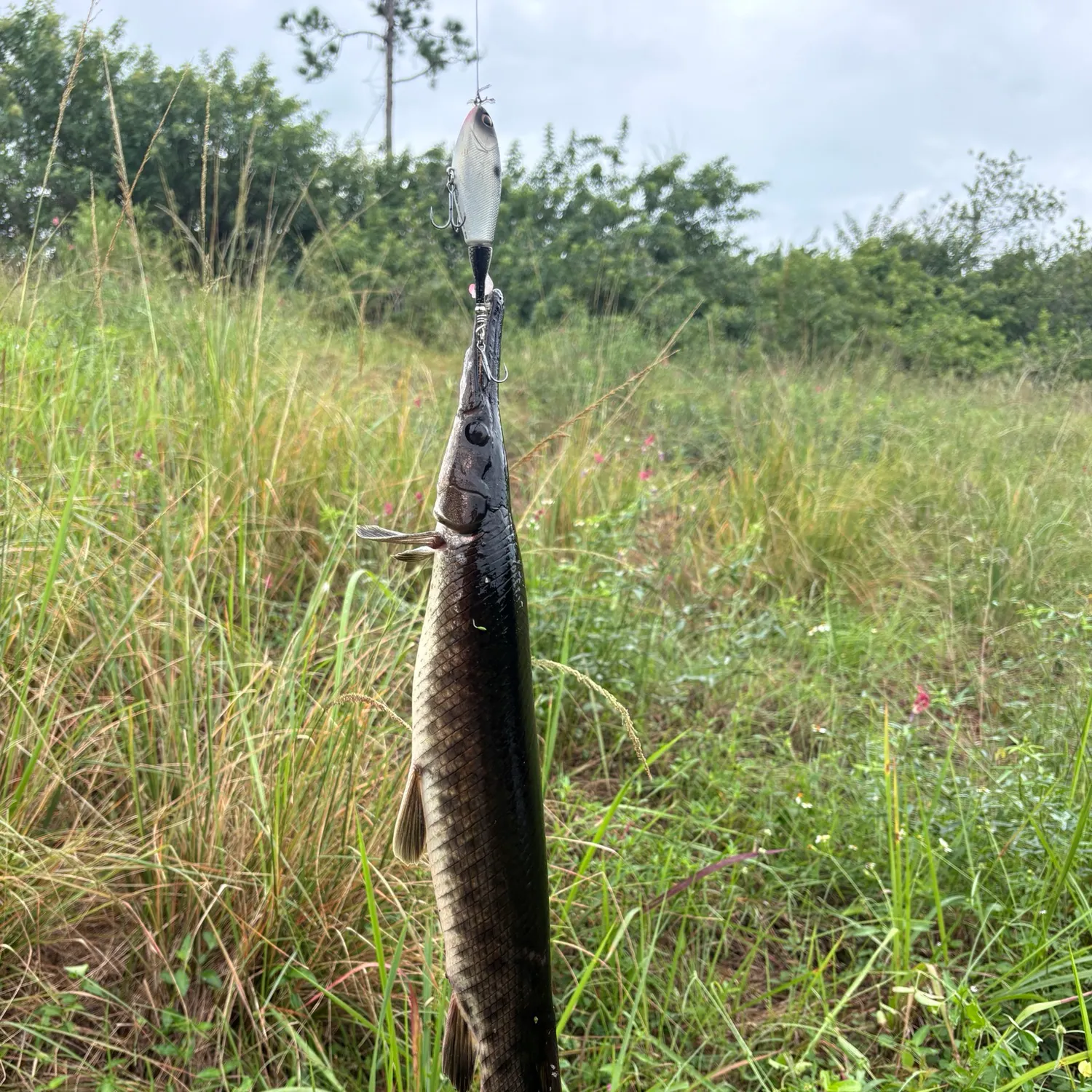 Florida gar caught on Fishbrain