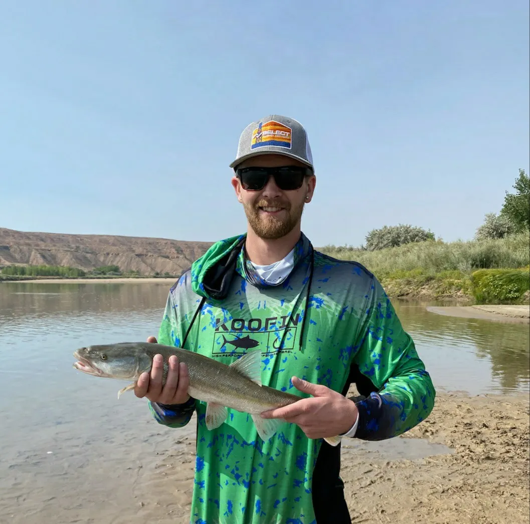 Colorado pikeminnow