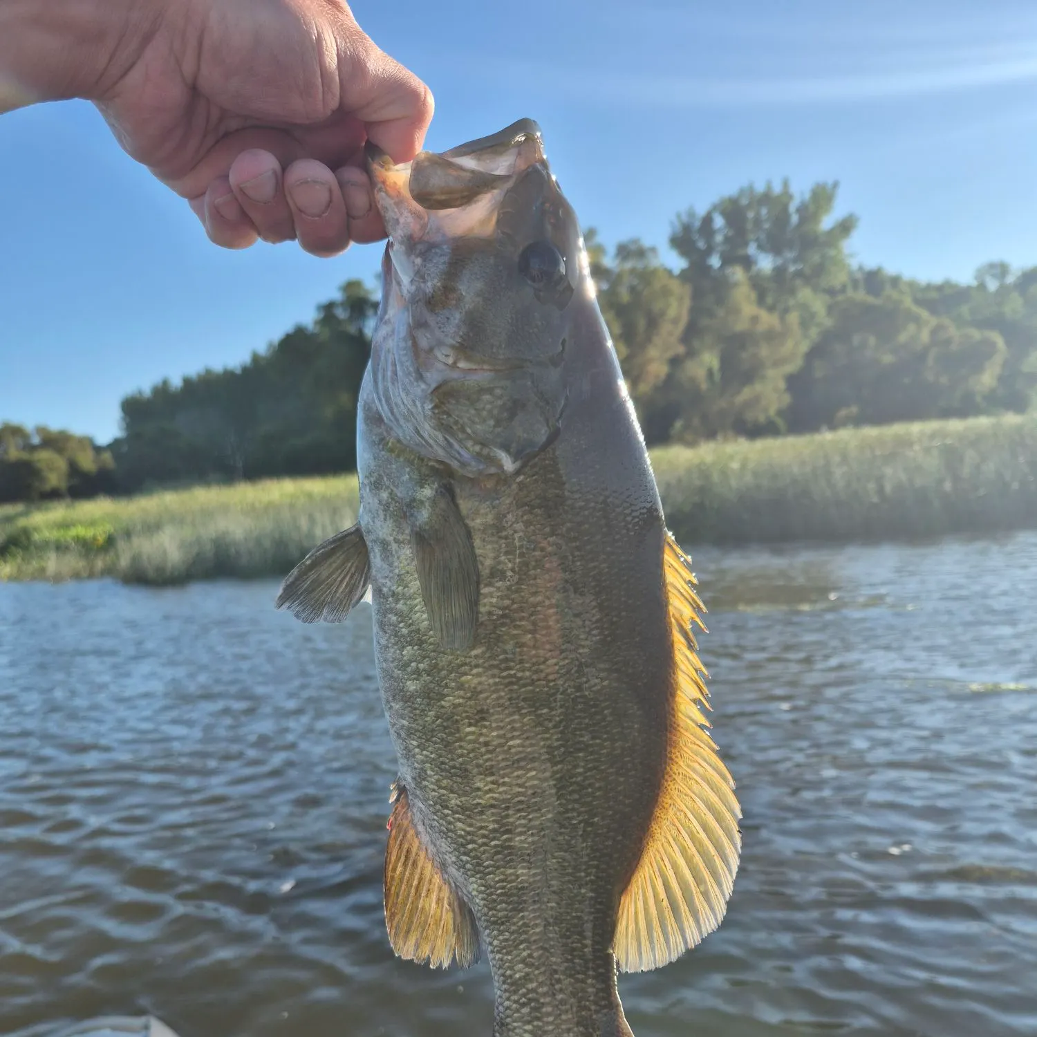 Smallmouth bass caught on Fishbrain