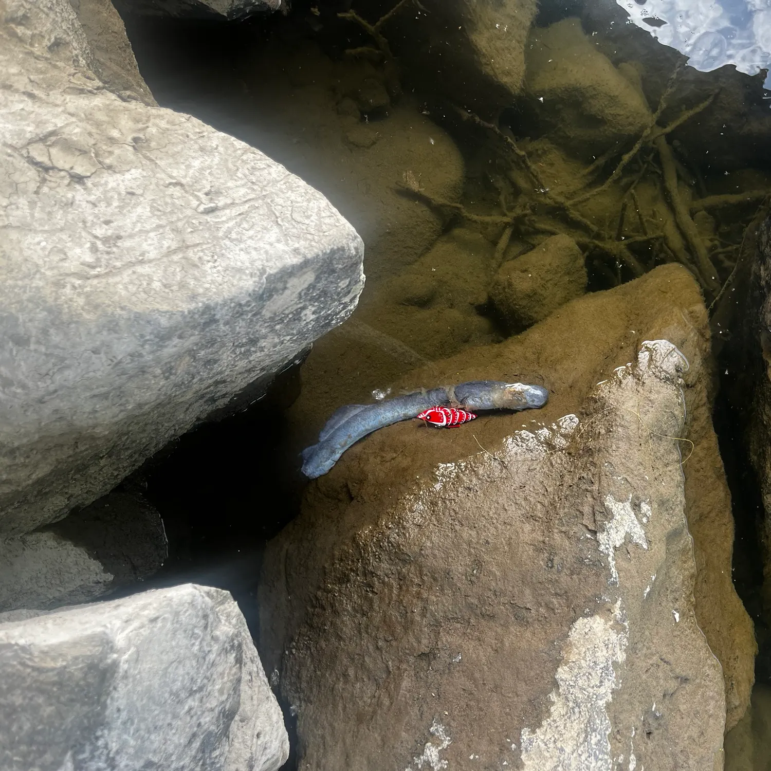 The most recent Silver lamprey catches on Fishbrain