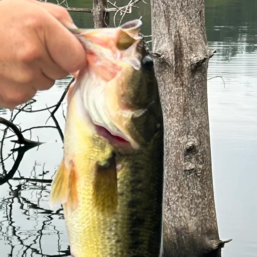 Fish caught on Fishbrain